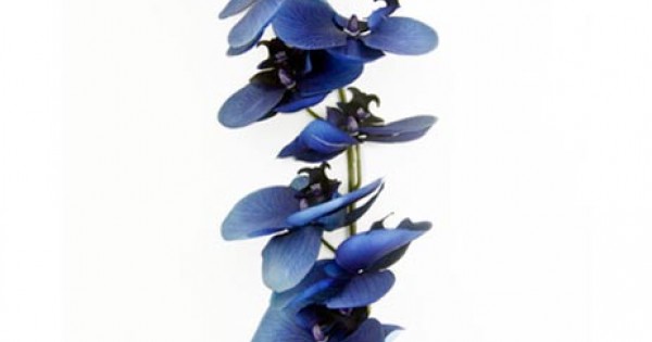 Silk Phalaenopsis Orchid Dark Blue 92cm - O024 J4